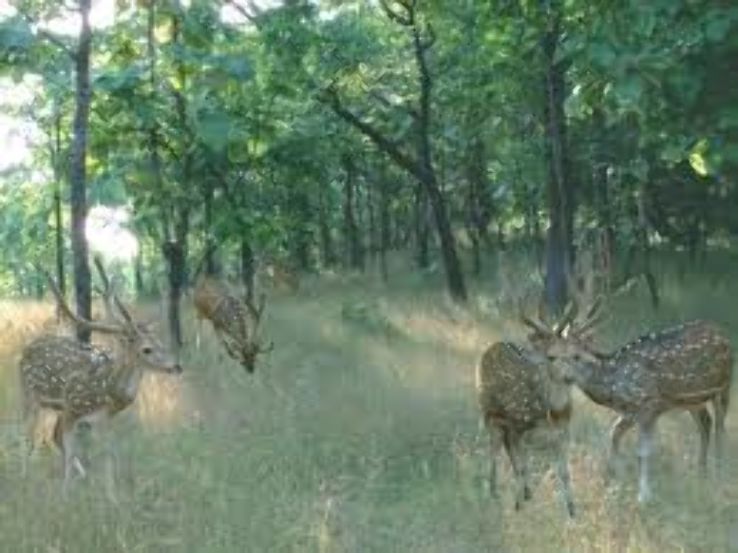 Satmaliya Deer Park Trip Packages