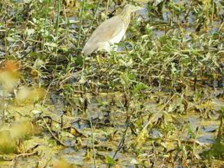 Nawabganj Bird Sanctuary Trip Packages