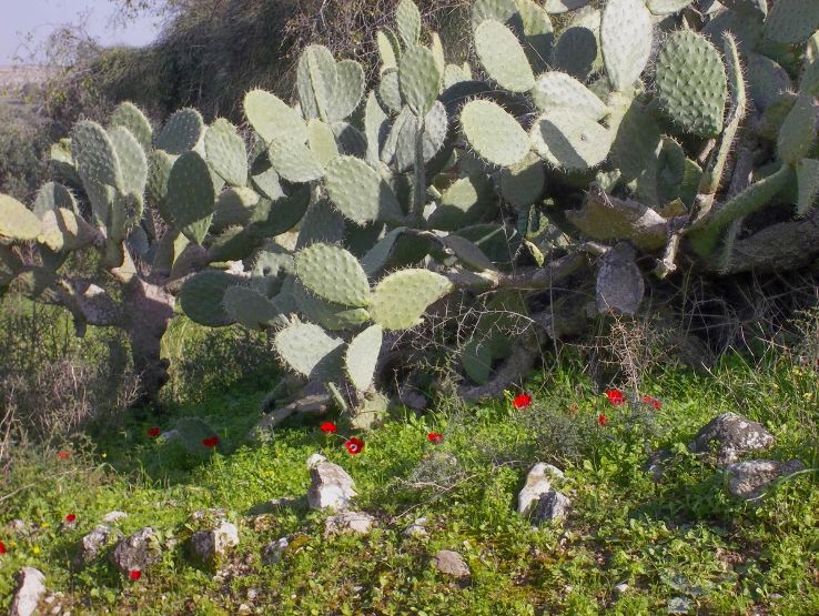 Tel Hadid Trip Packages