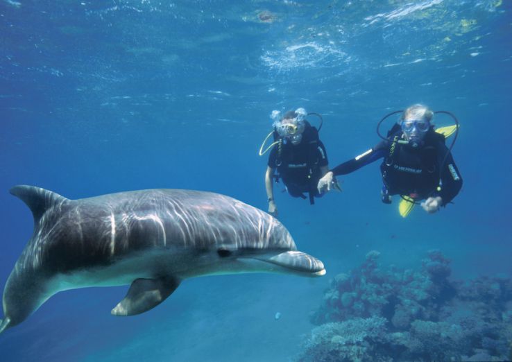 Dolphin Reef Trip Packages