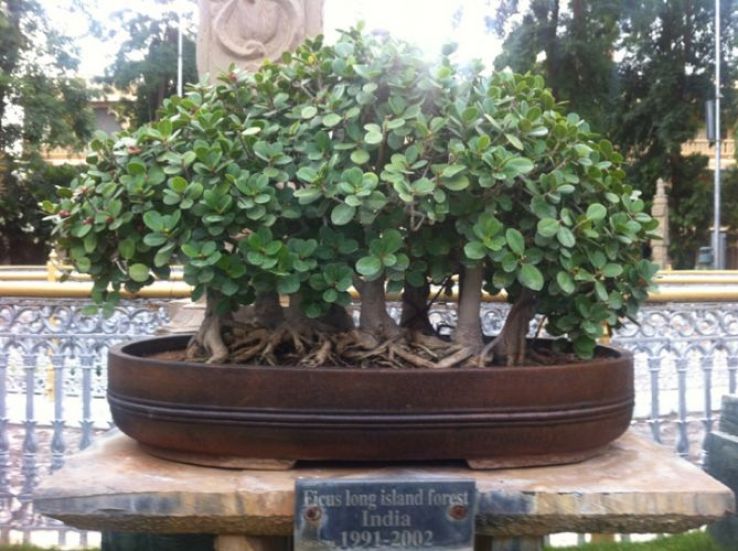 Kishkindha Moolika Bonsai Garden Trip Packages