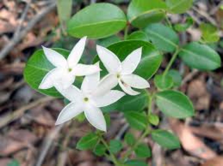 Kambalakonda Wildlife Sanctuary Trip Packages