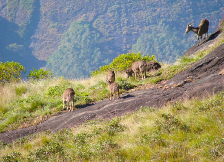 Eravikulam National Park Trip Packages