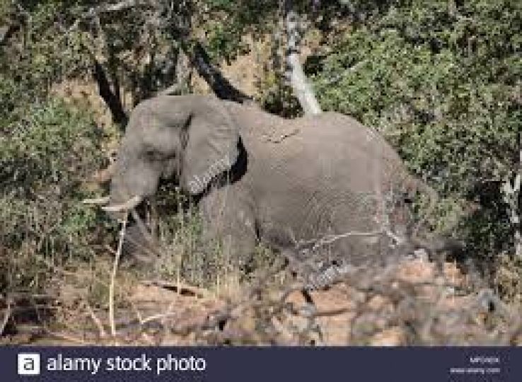 Welgevonden Game Reserve Trip Packages