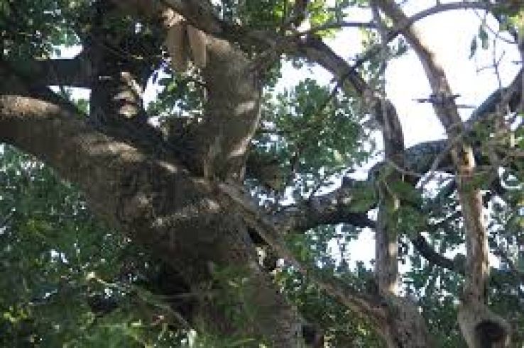 Mala Mala Game Reserve Trip Packages