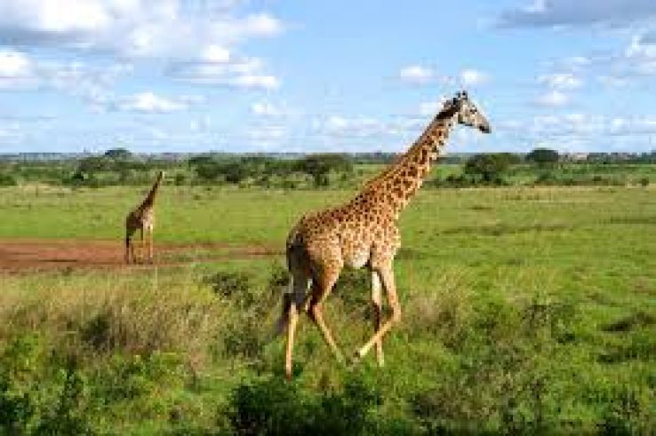 Kigio Wildlife Conservancy Trip Packages