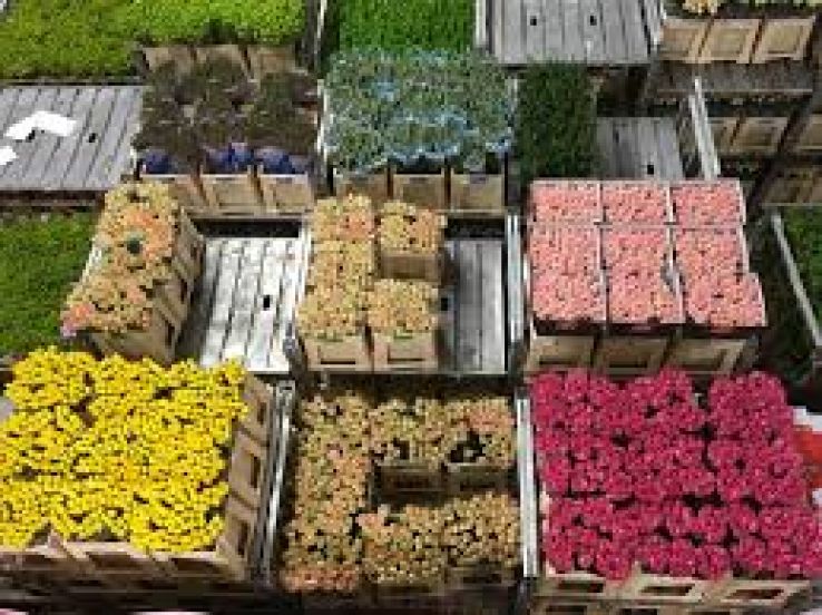 Aalsmeer Flower Auction Trip Packages