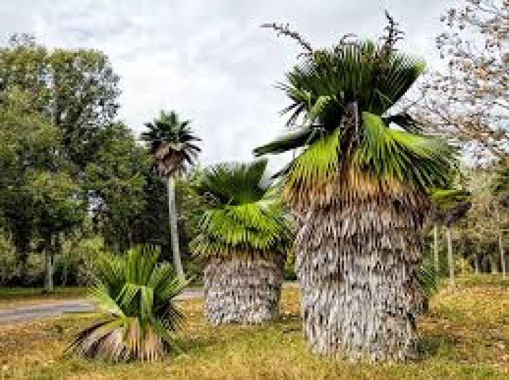 Jardin Botanico de Cienfuegos Trip Packages