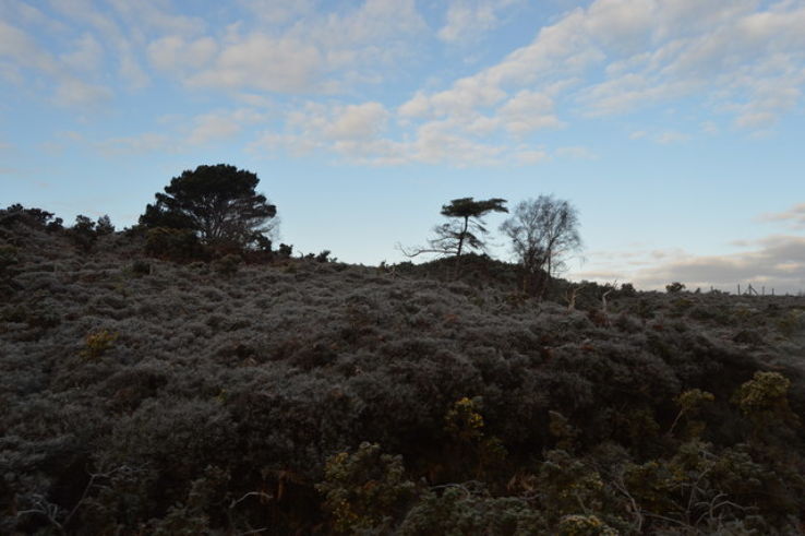 Studland and Godlingston Heath National Nature Reserve  Trip Packages