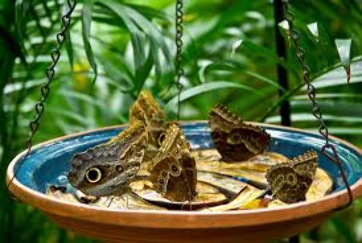 Butterfly House Trip Packages