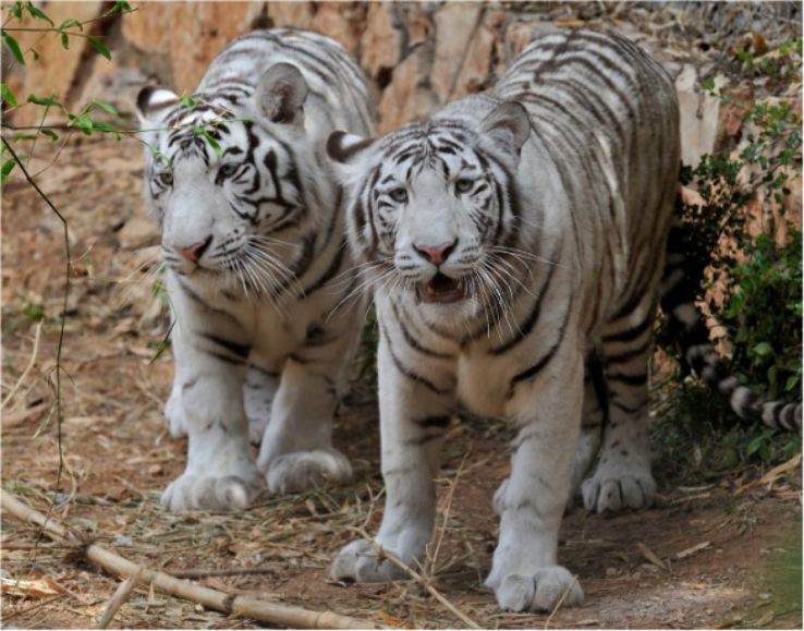 Haifa Zoo Trip Packages