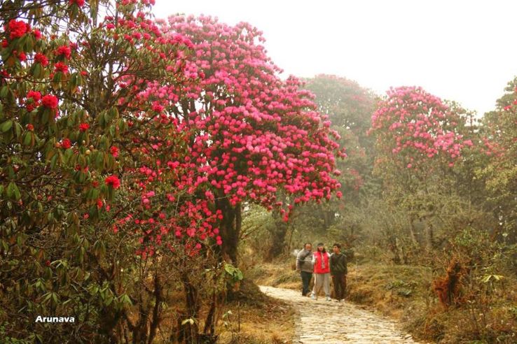 Barsey Rhododendron Sanctuary  Trip Packages