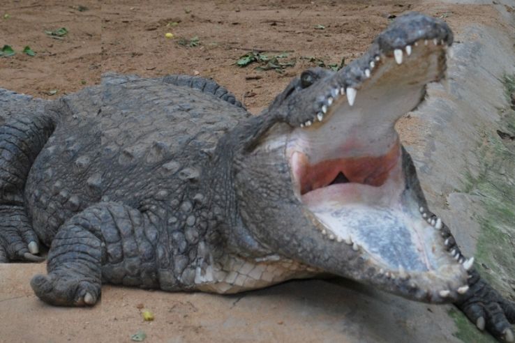 Amaravathi Crocodile Farm Trip Packages