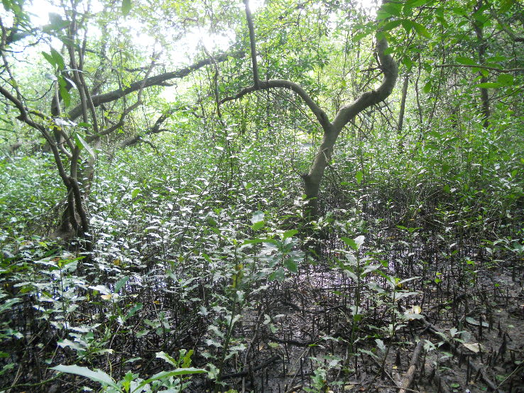 Image result for Mangalavanam Bird Sanctuary in kochi