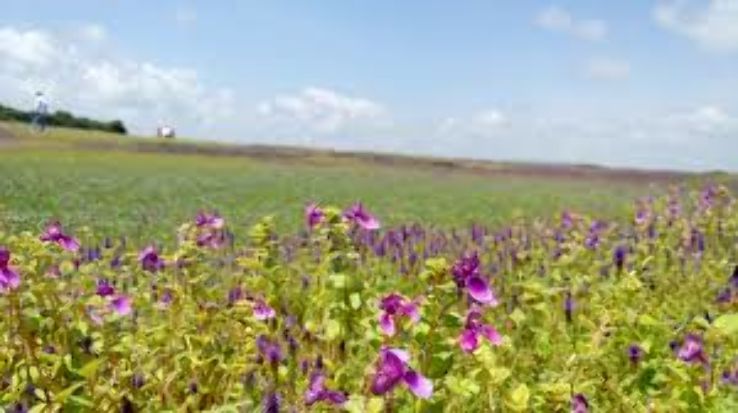 KAAS PLATEAU Trip Packages