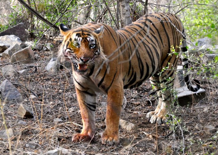 Ranthambhore National Park and Tiger Reserve  Trip Packages