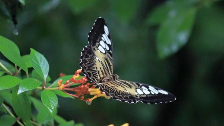 Butterfly Safari Trip Packages