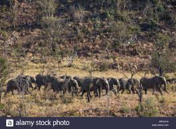 Welgevonden Game Reserve Trip Packages