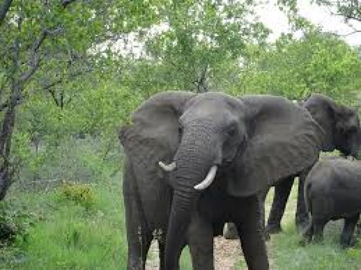 Mala Mala Game Reserve Trip Packages