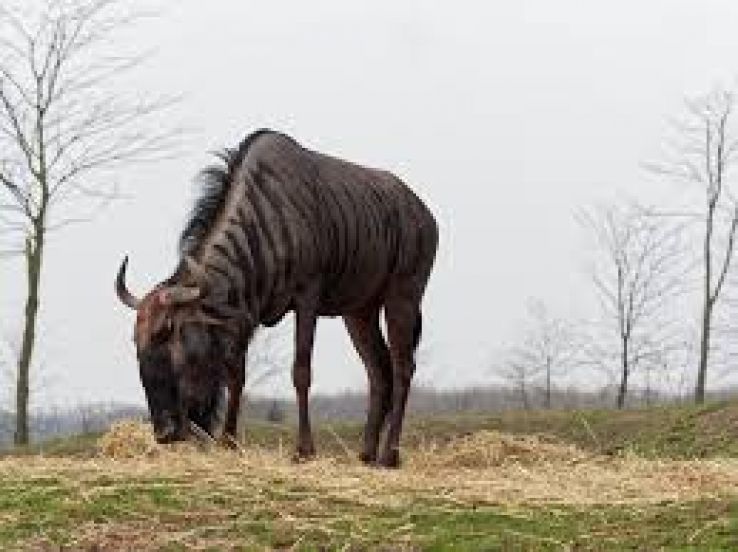 Wildlands Trip Packages