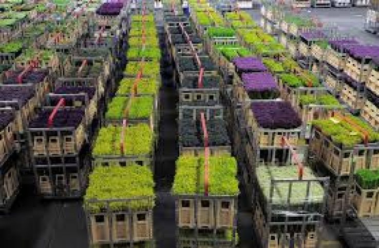 Aalsmeer Flower Auction Trip Packages
