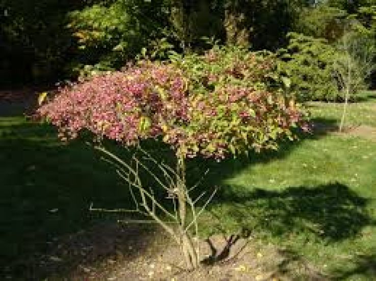 Von Gimborn Arboretum Trip Packages