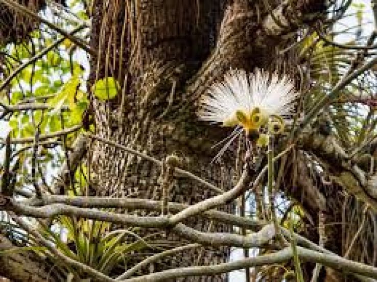 Jardin Botanico de Cienfuegos Trip Packages