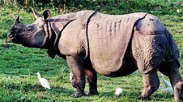 Kaziranga National Park- Your Adventurous Journey Begins  Trip Packages