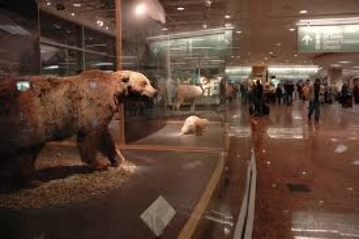 Anchorage Museum Trip Packages