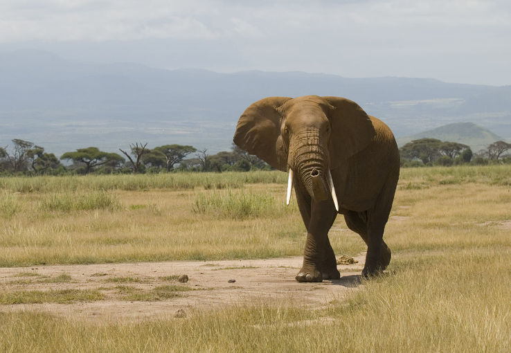 Recollecting Memoirs at Amboseli National Park Trip Packages