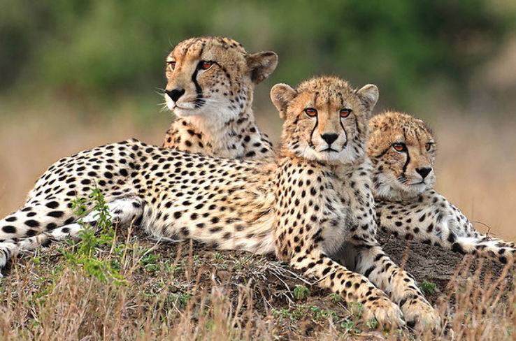 Phinda Resource Reserve: Northern Zululand Trip Packages