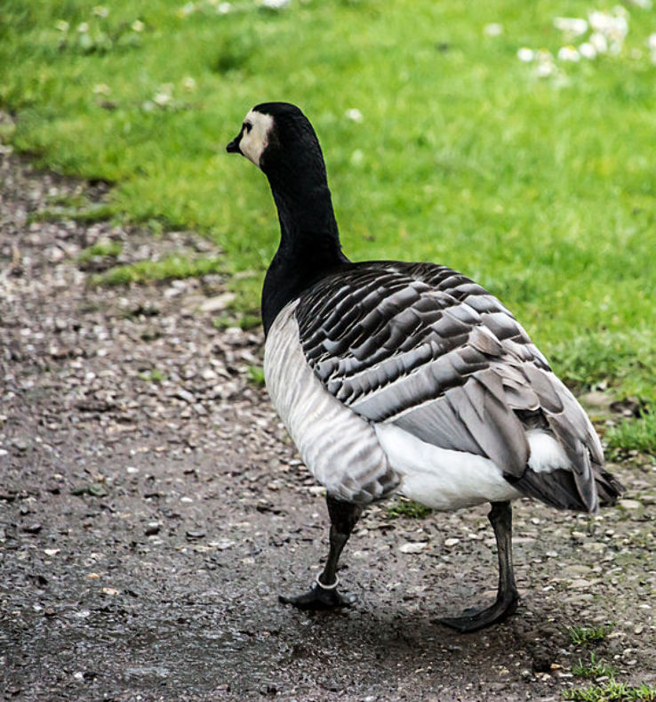 Fota Wildlife Park Trip Packages