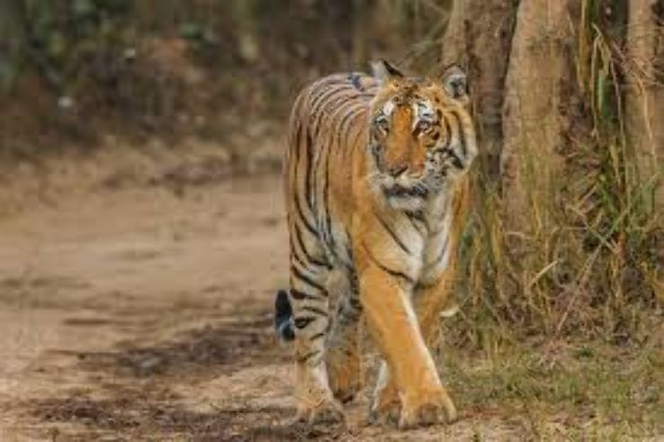 Jim Corbett National Park Trip Packages