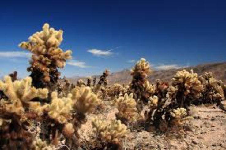 Joshua Tree Excursions  Trip Packages