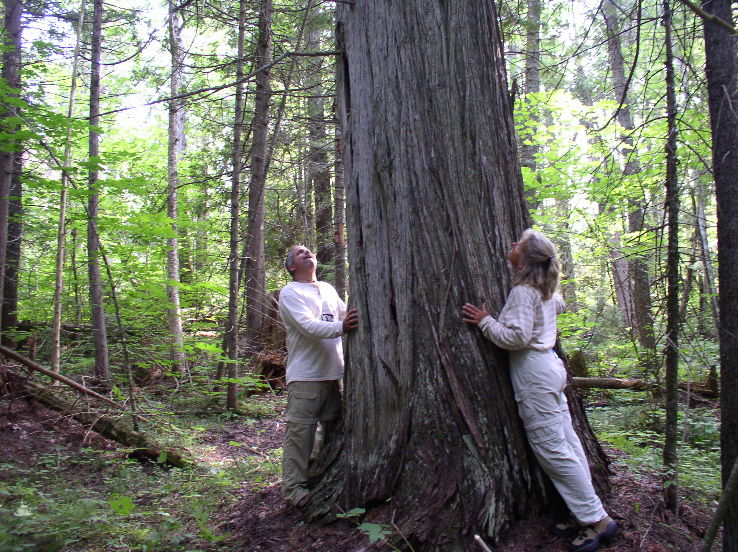 Estivant Pines Nature Sanctuary Trip Packages