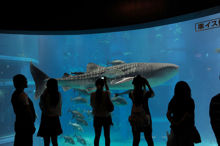 Osaka Aquarium Kaiyukan Trip Packages