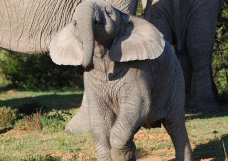 Bloemfontein Zoo Trip Packages