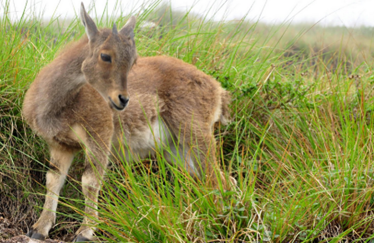 Mathikettan Shola National Park Trip Packages