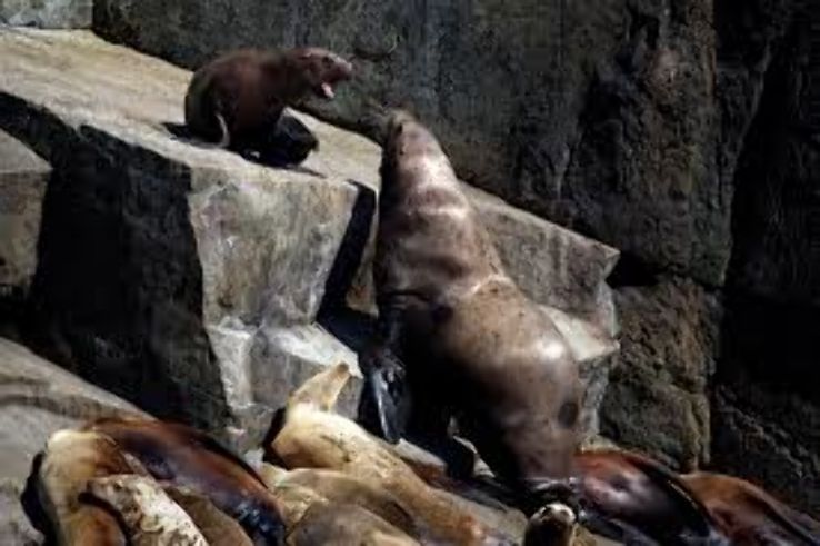 Alaska Zoo Trip Packages