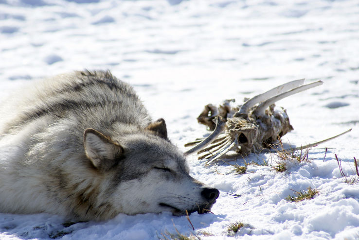 Grizzly and Wolf Discovery Center  Trip Packages