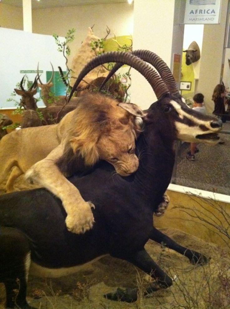 Midwest Museum of Natural History Trip Packages