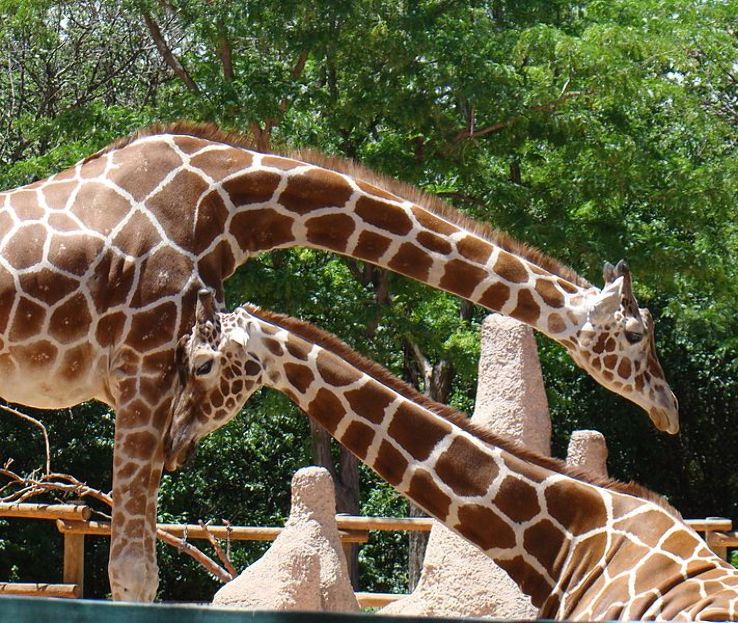 Denver Zoo Trip Packages