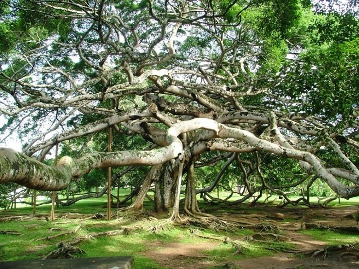 Thimmamma Marrimanu Trip Packages