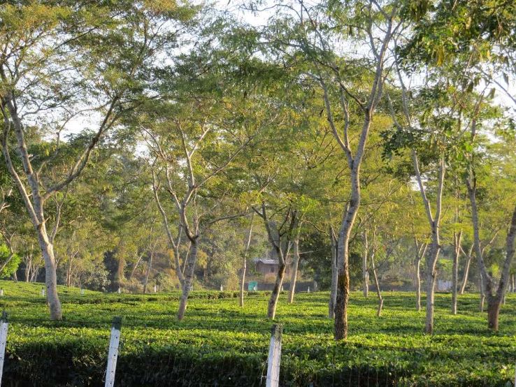 Cinnamora Tea Estate Trip Packages