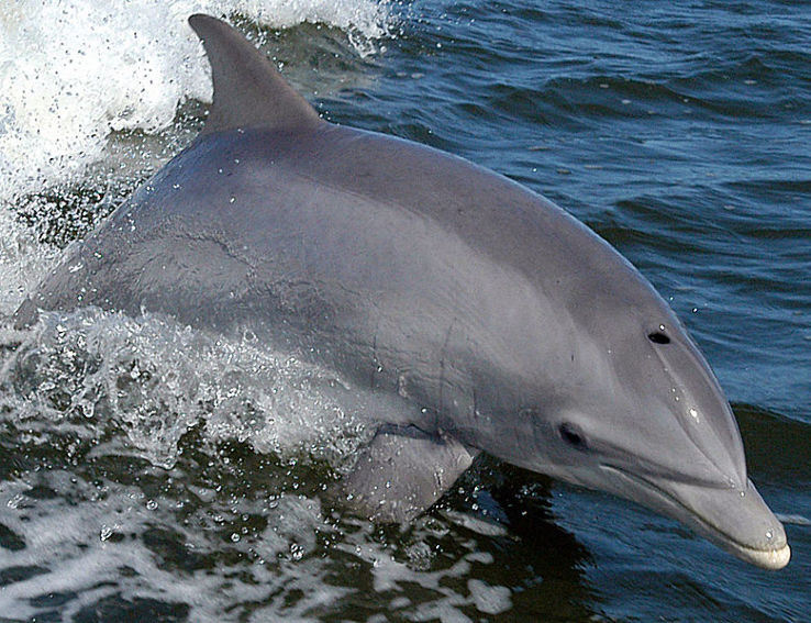 The Dolphin research center Trip Packages
