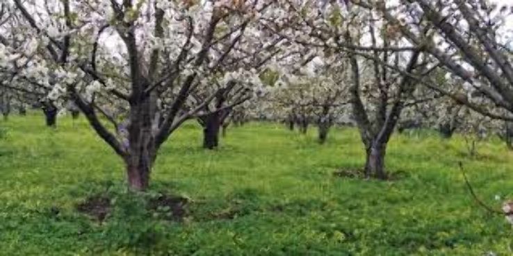 CJ Olson Cherries Trip Packages