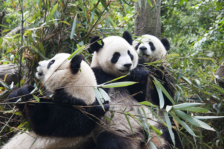 Giant Panda Breeding Research Base Trip Packages