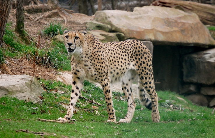 Cleveland Metroparks Zoo Trip Packages