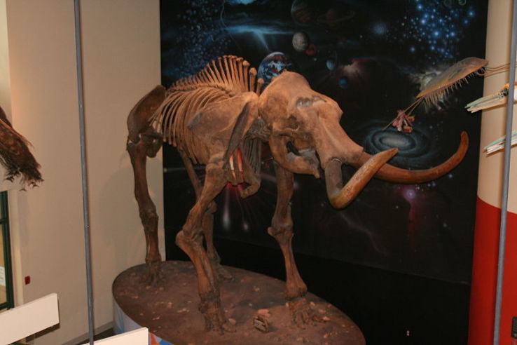 Burpee Museum of Natural History Trip Packages