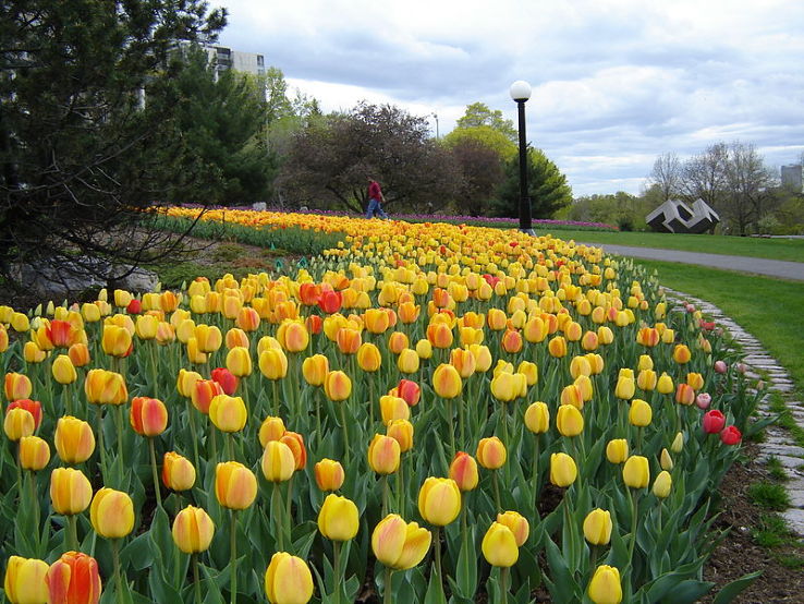  Canadian Tulip Festival Trip Packages